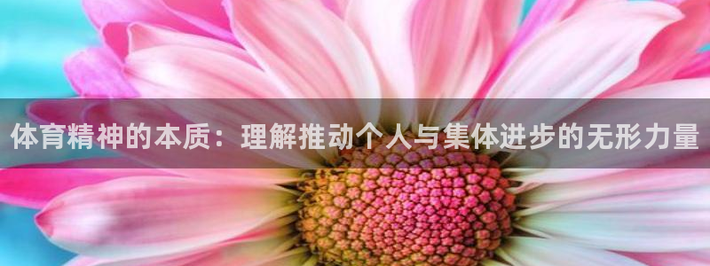 vsport体育官网下载招商电话号码