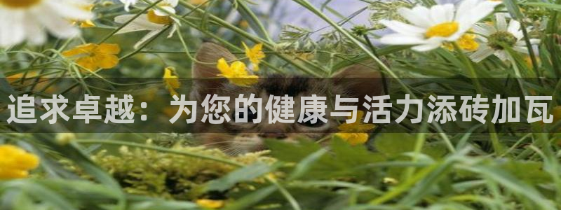 vsport体育官方正版app官方